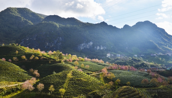 sapa1